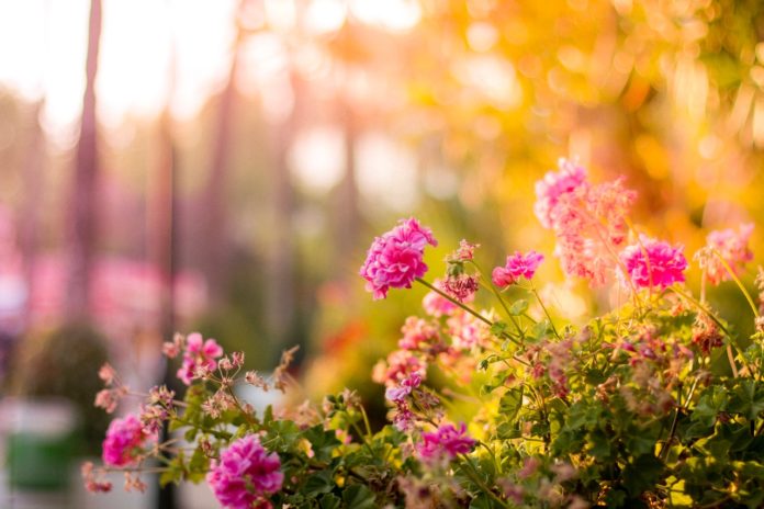 Lyserøde blomster i en have