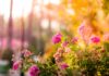Sådan gør du din have pænere med et spejlbassin Lyserøde blomster i en have