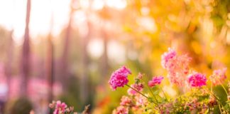 Sådan gør du din have pænere med et spejlbassin Lyserøde blomster i en have