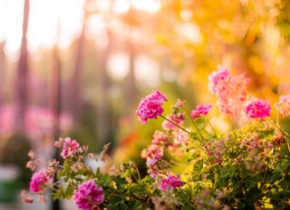 Sådan gør du din have pænere med et spejlbassin Lyserøde blomster i en have