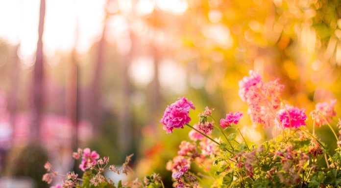 Sådan gør du din have pænere med et spejlbassin Lyserøde blomster i en have