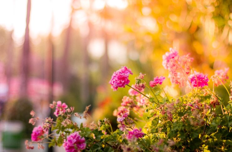Sådan gør du din have pænere med et spejlbassin Lyserøde blomster i en have