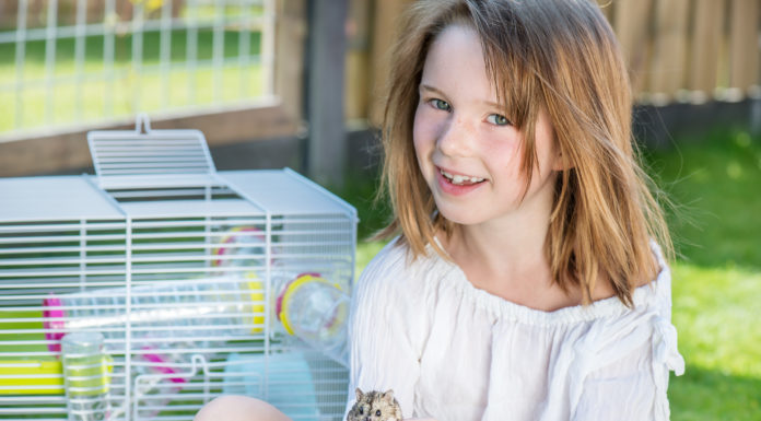 Guide til anskaffelse af hamster hamster