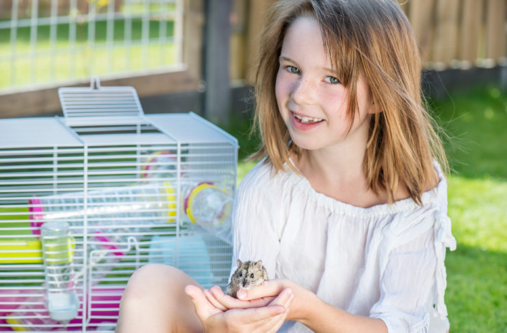 Guide til anskaffelse af hamster hamster